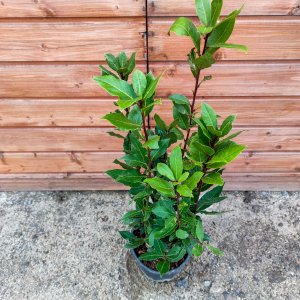 Laurus nobilis (Vavrín pravý - bobkový list) - kont. C3L , výška 70-90 cm